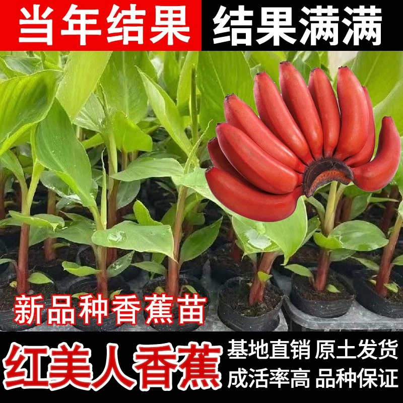 新品种红美人红香蕉树苗芭蕉树粉蕉盆栽地栽南方庭院树苗当年结果