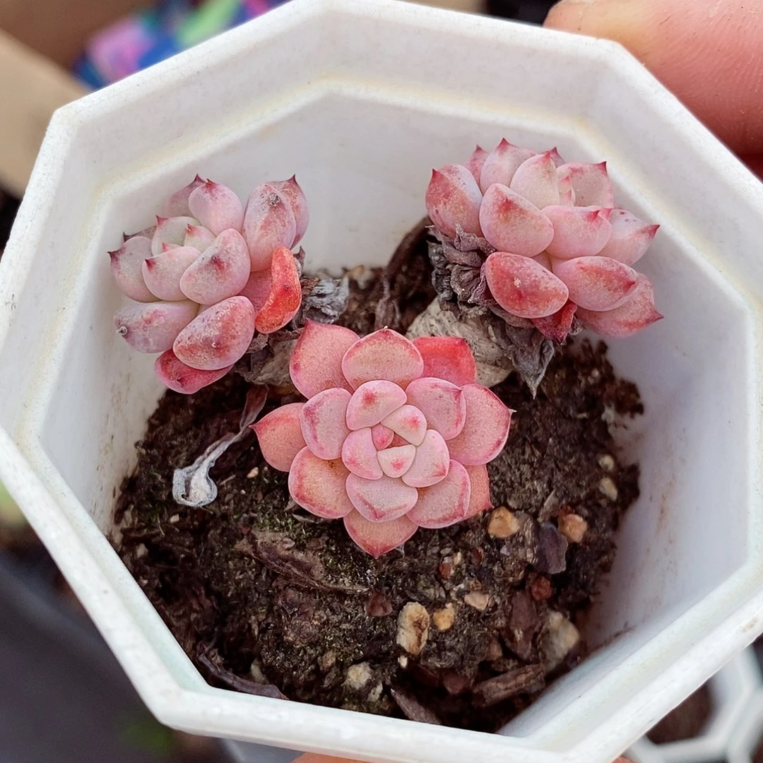 可爱泡泡小老桩5-6cm多肉植物