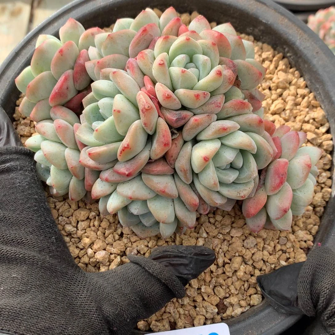 阿**姐A776售后范围：签收起7天内，录开箱视频