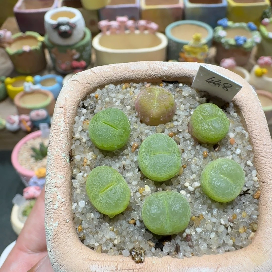 蘑菇1240翠光多肉植物