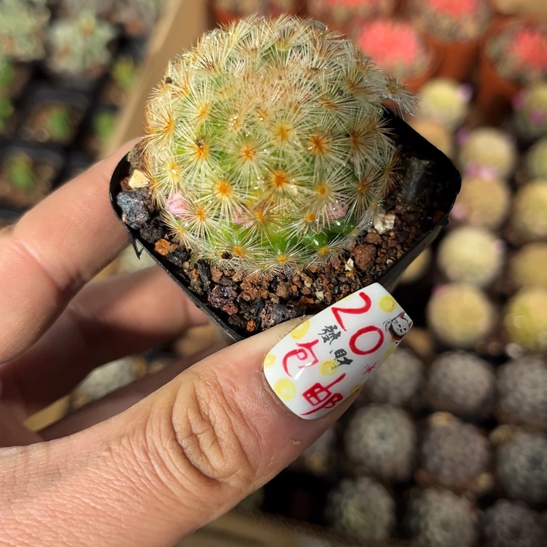 嘉文丸2号单头发货有根