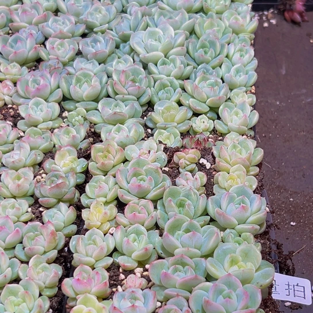 079多肉的量拍一盒保底24颗