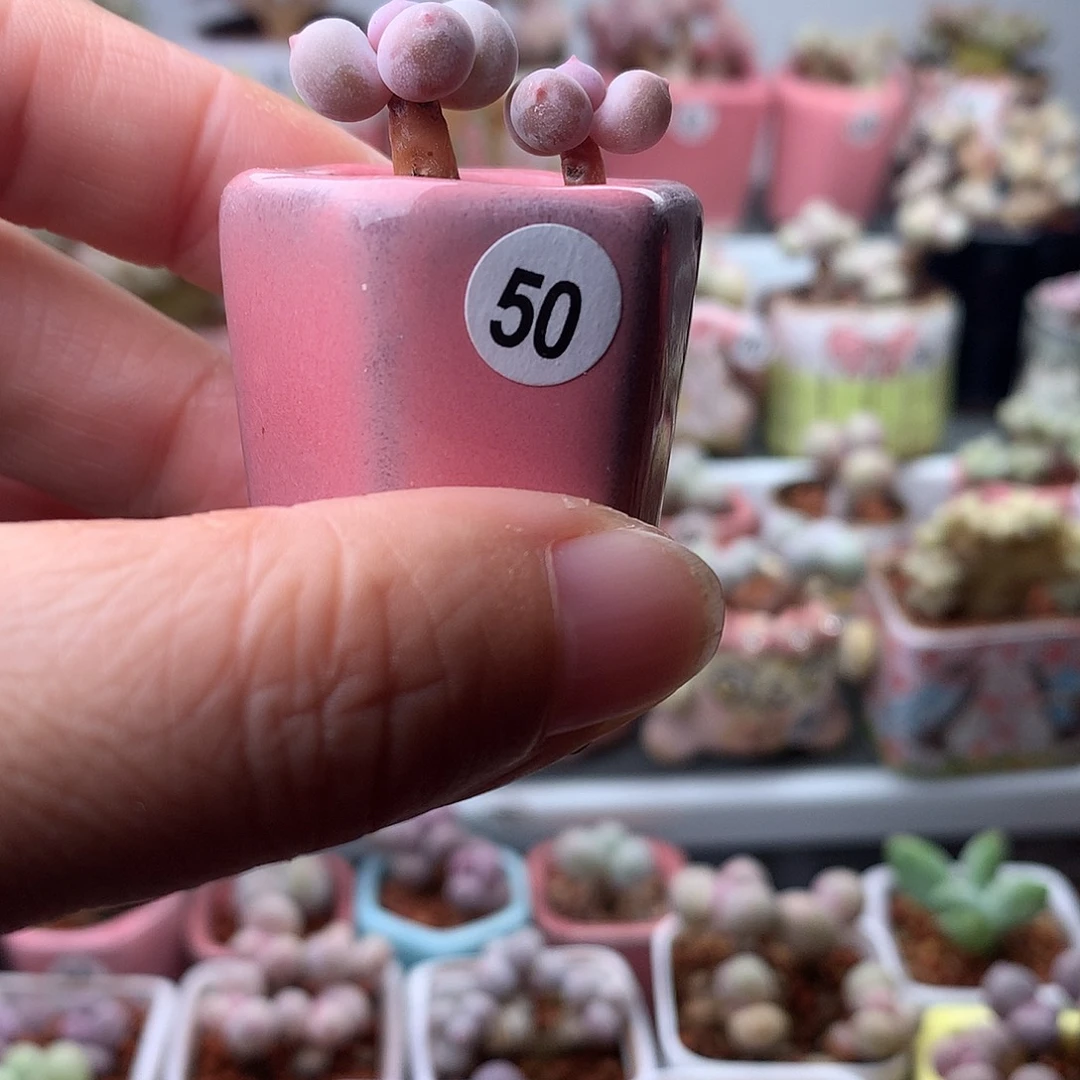 彩虹奶酪带盆发货