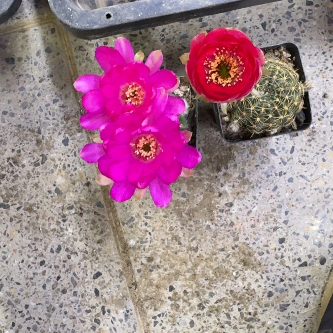 299丽花脱土发货软小掰花斑