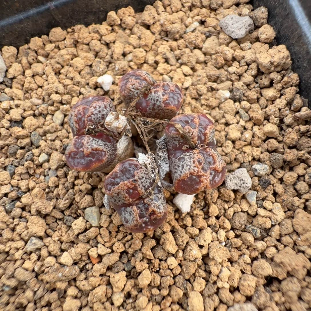 19-49肉锥多肉植物，
