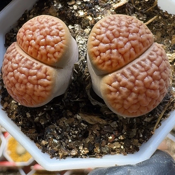 生石花1111111。  319