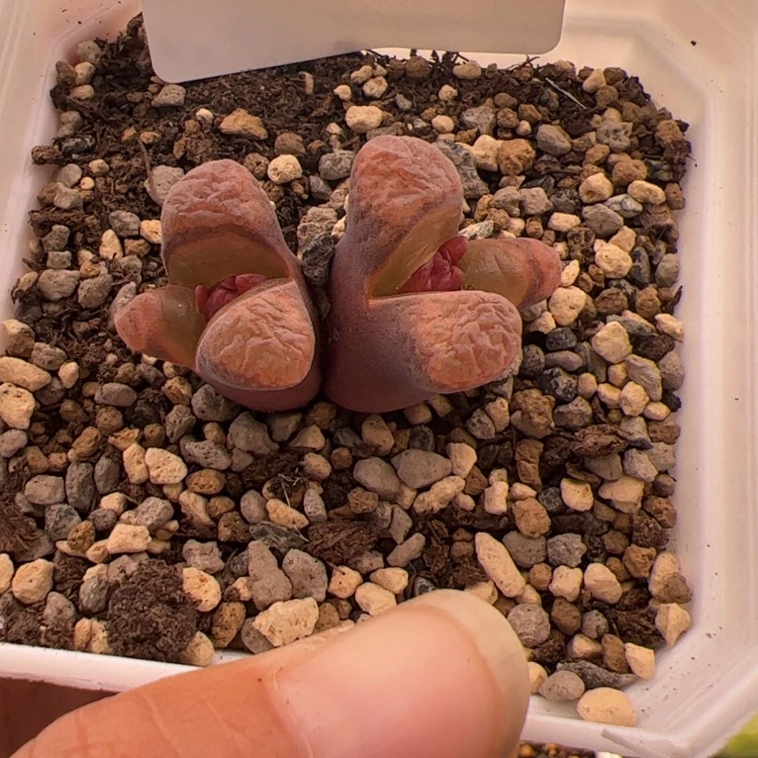 203号双头风铃10.27多肉