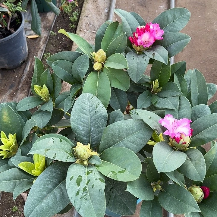 完全开放高山杜鹃