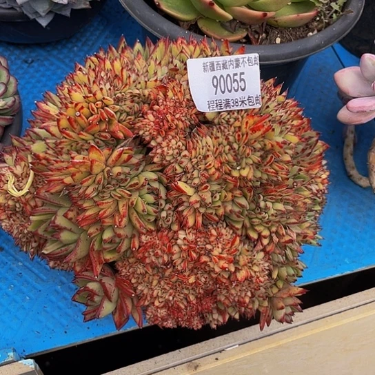 林*红魔缀90055多肉