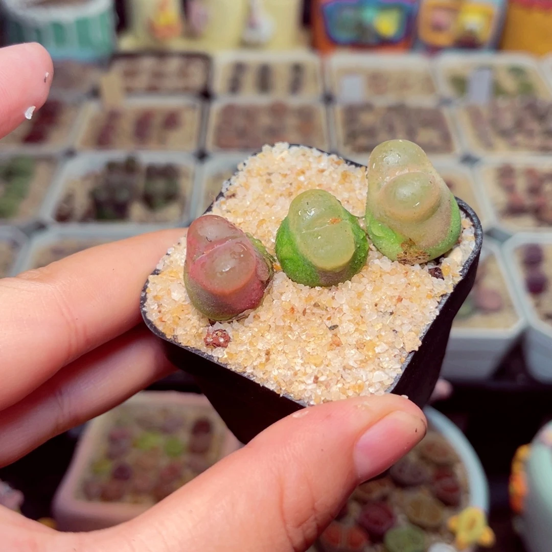 10号带盆包邮发货