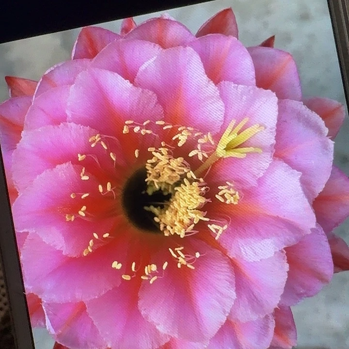 花季少女侧芽5公分左右毛花柱（20包邮）