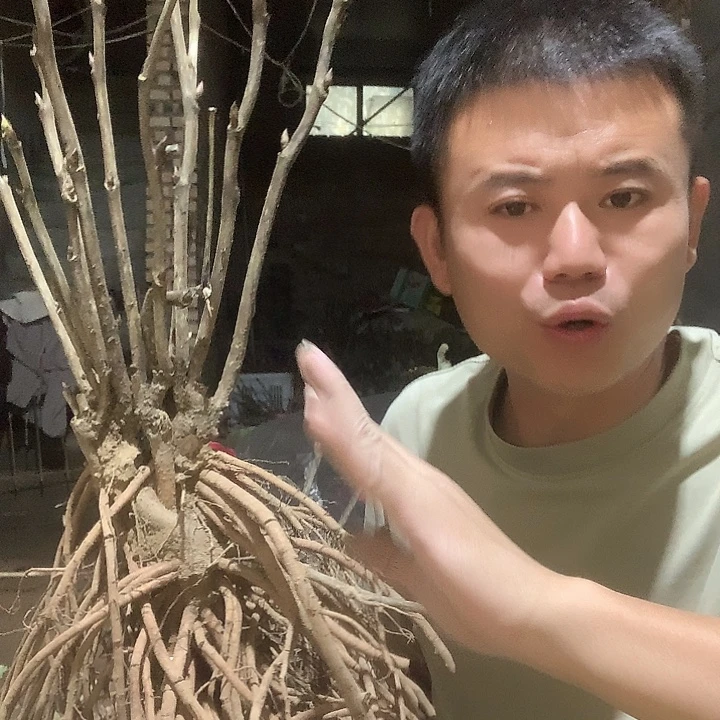 邛***安当前无花栽培后可以开花