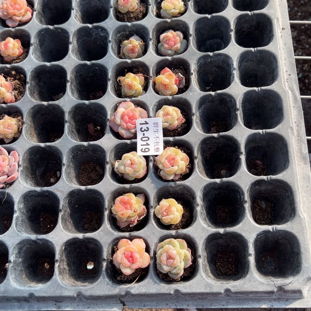 沉****川小卡拉米糖心一物一拍13-19