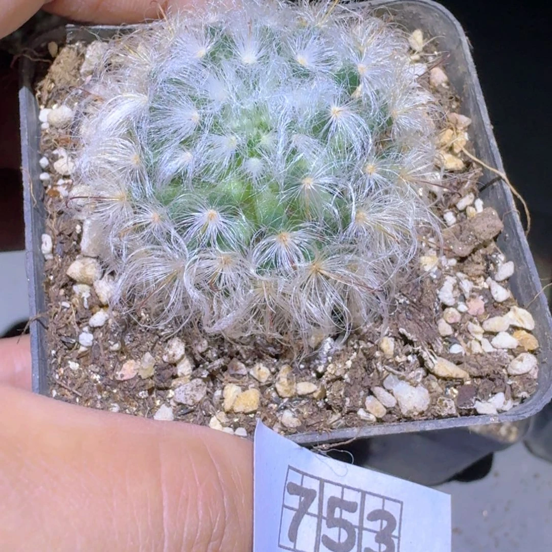嘀****753白云高沙脱土发货