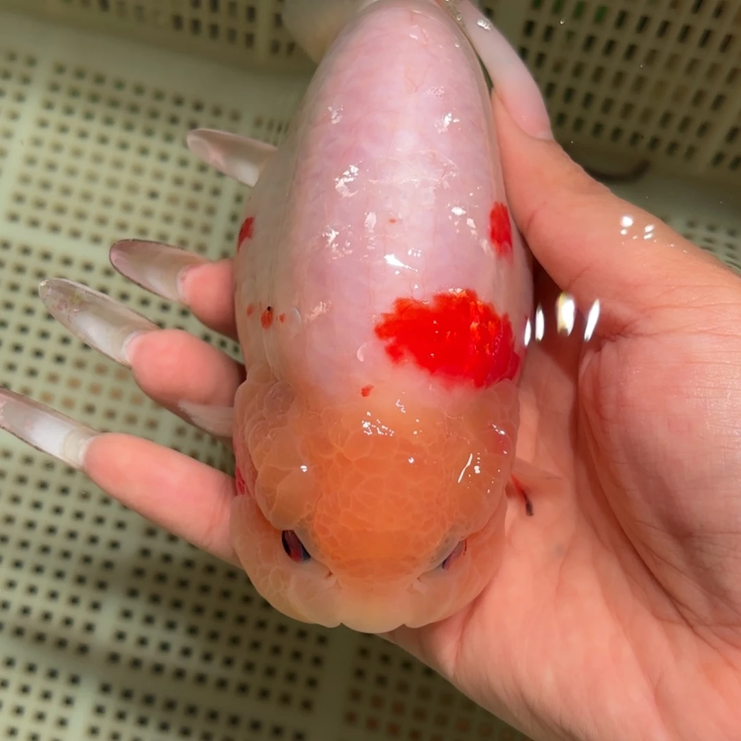 ****金鱼拍包装包邮，不拍包装运费到付