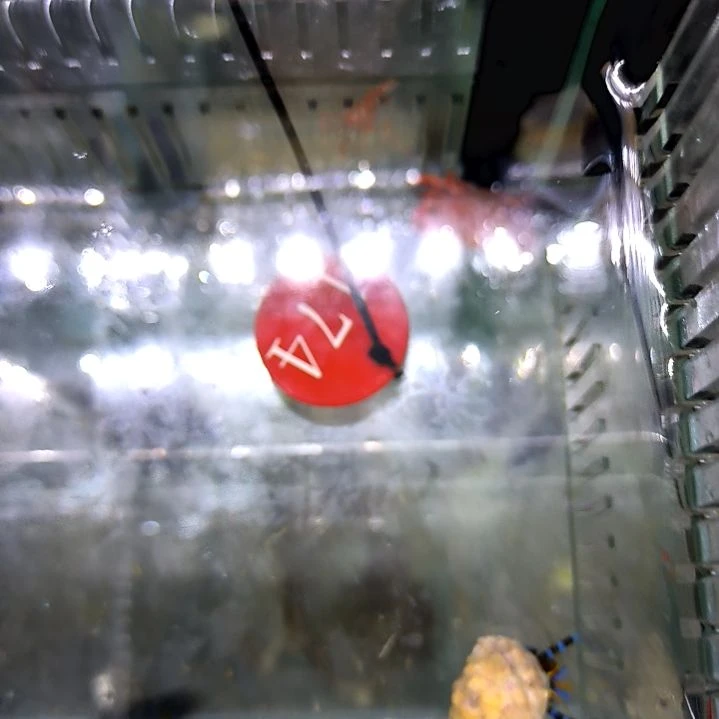 蓝脚寄居蟹一个50，朝潮蟹一个50/119-174