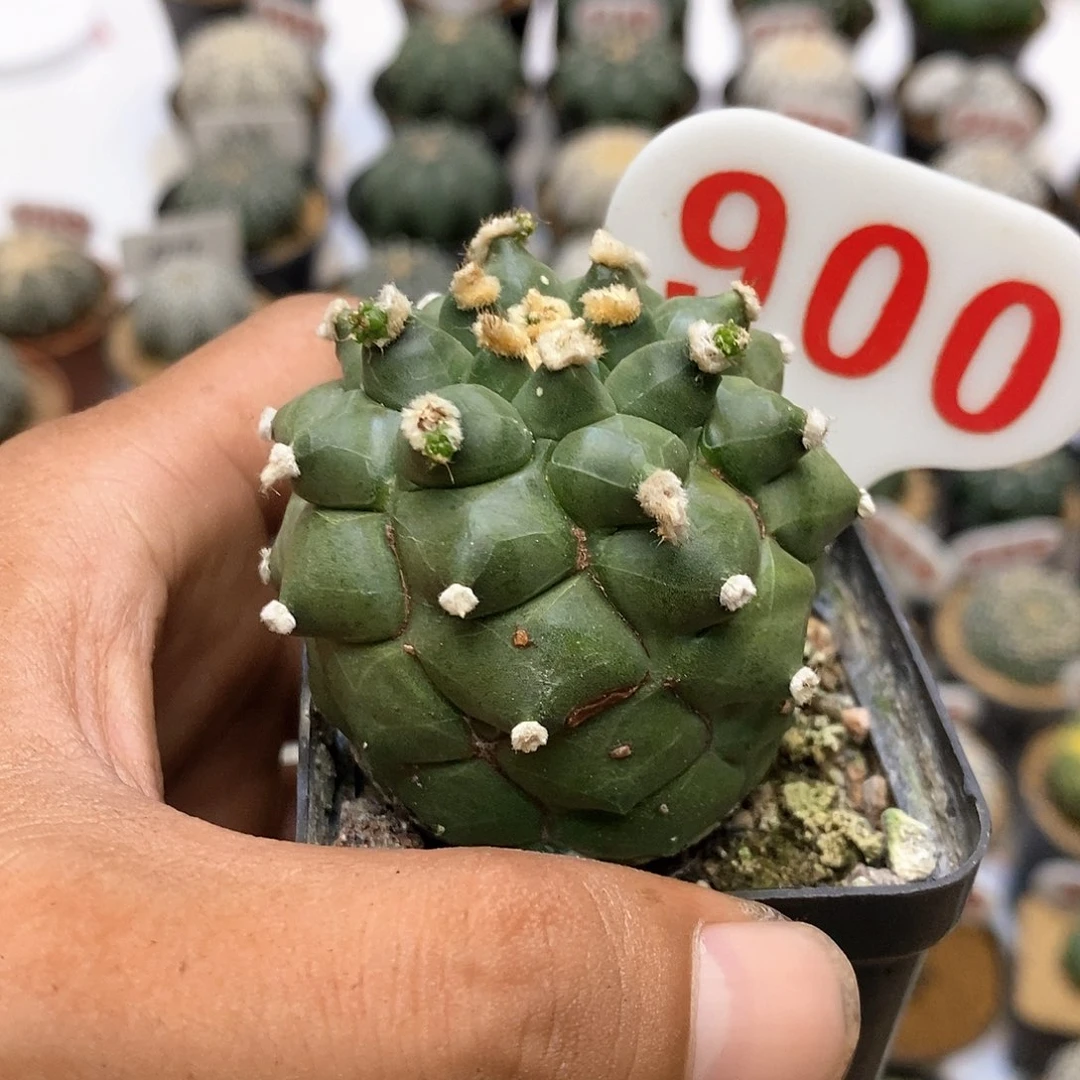 900特价款处理龟甲
