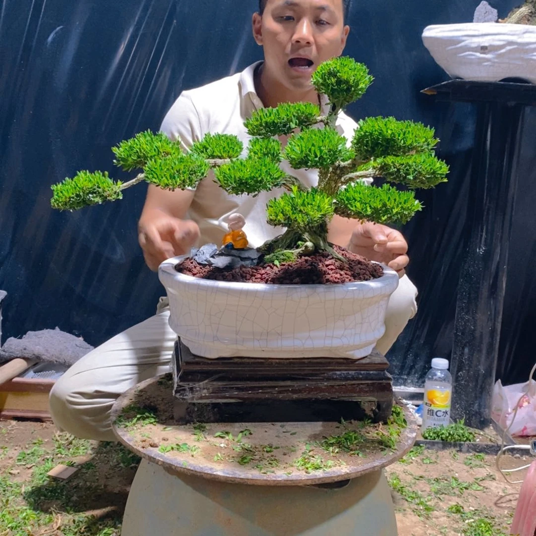 无花朵宝***?广东皱皮雀舌黄杨盆景