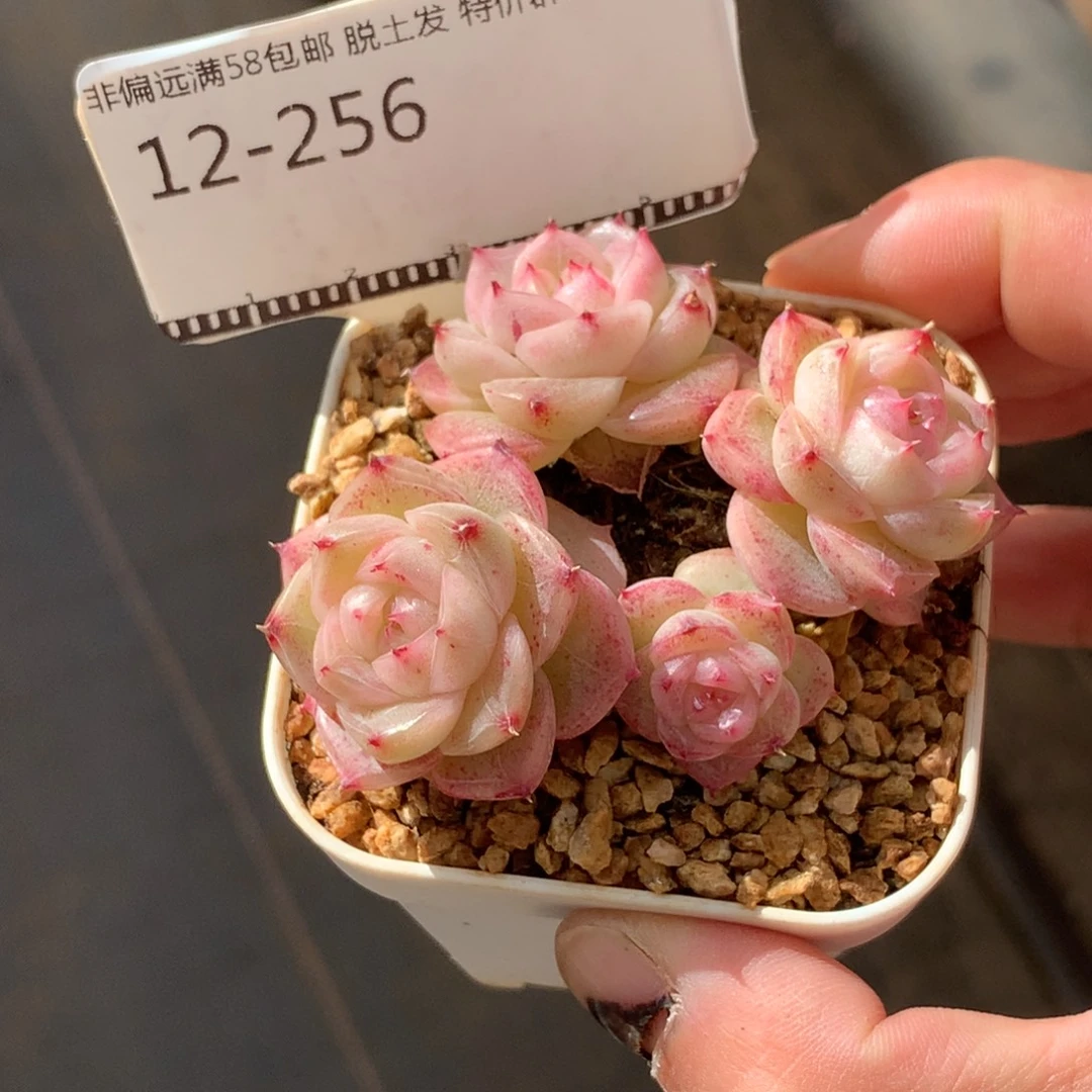 樱花麦秆老桩自然群58包邮不包整