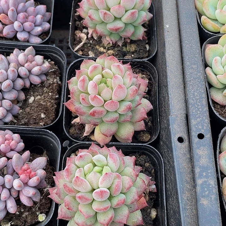 胭脂豆带盆土发货