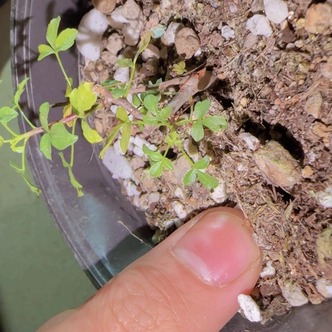 纯***发块根植物块根植物块根