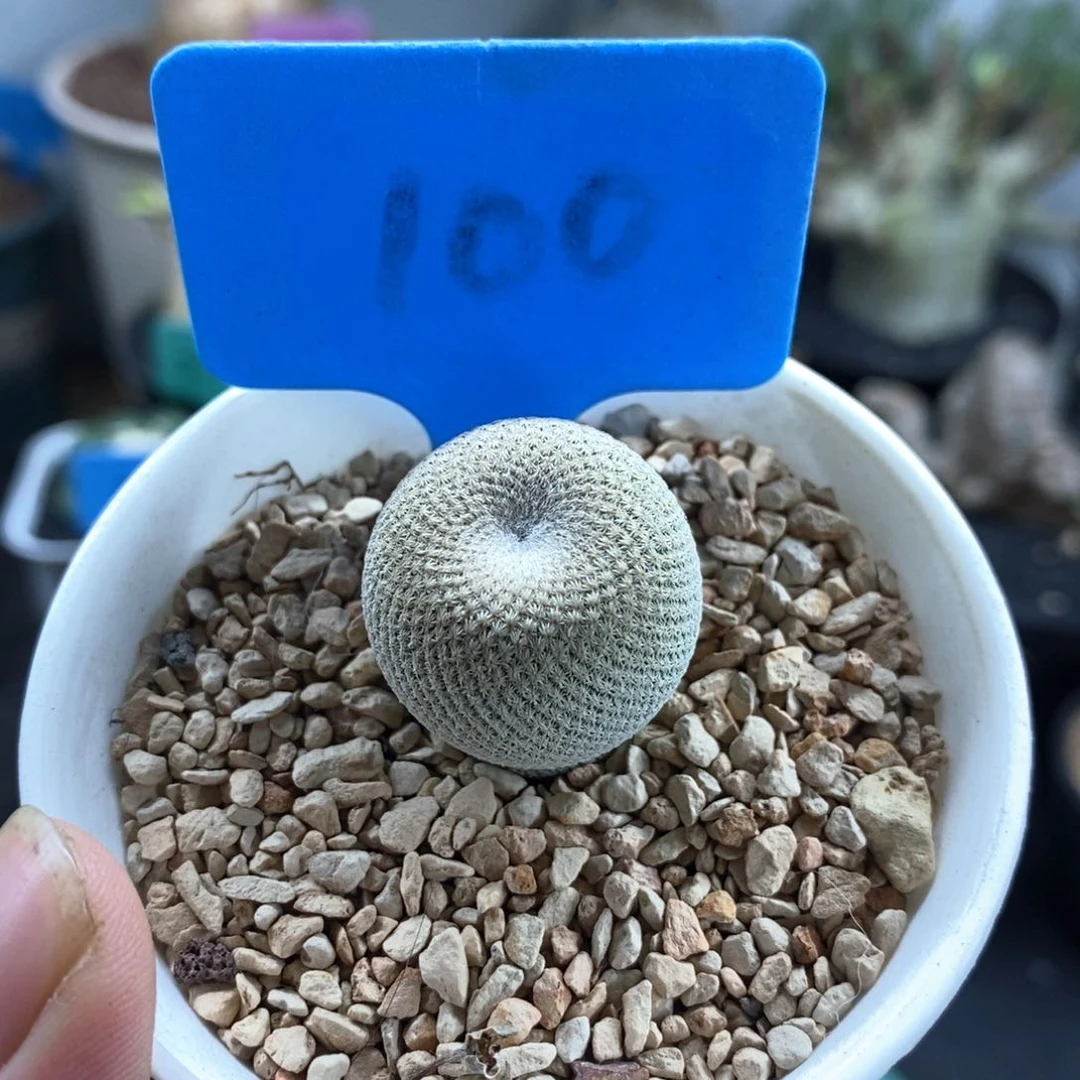 小人帽多肉植物一个