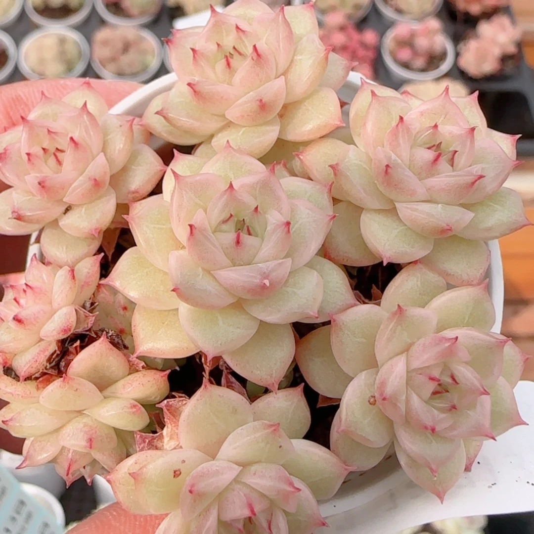 花语多肉1213-241散