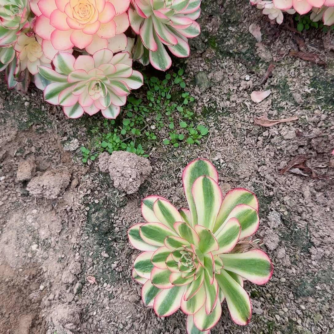 砍头荔枝20头的多头多肉