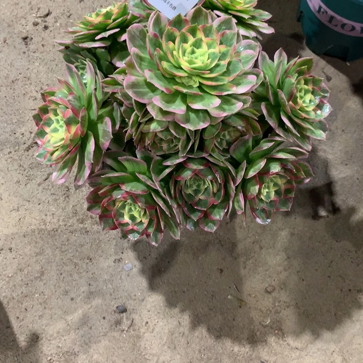 412海王多肉植物