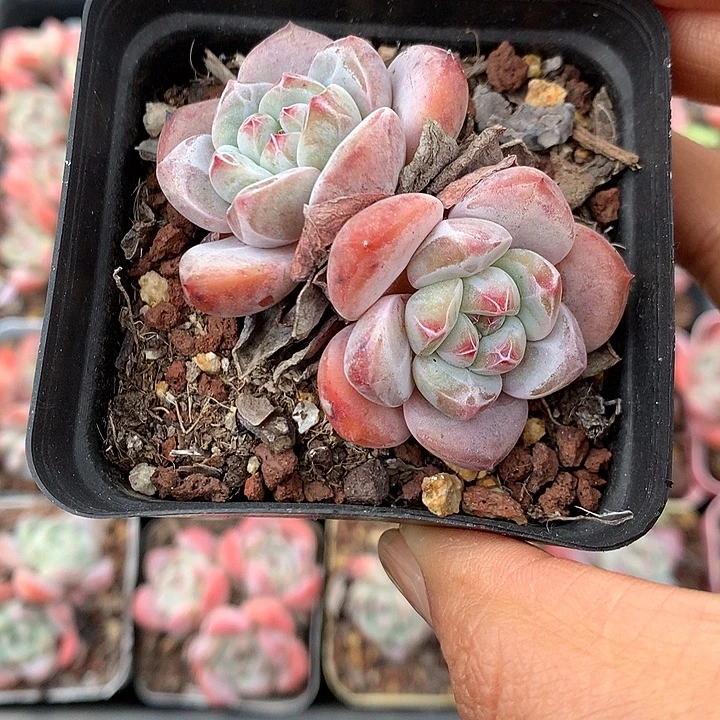 2头橙梦露9颗脱土发货