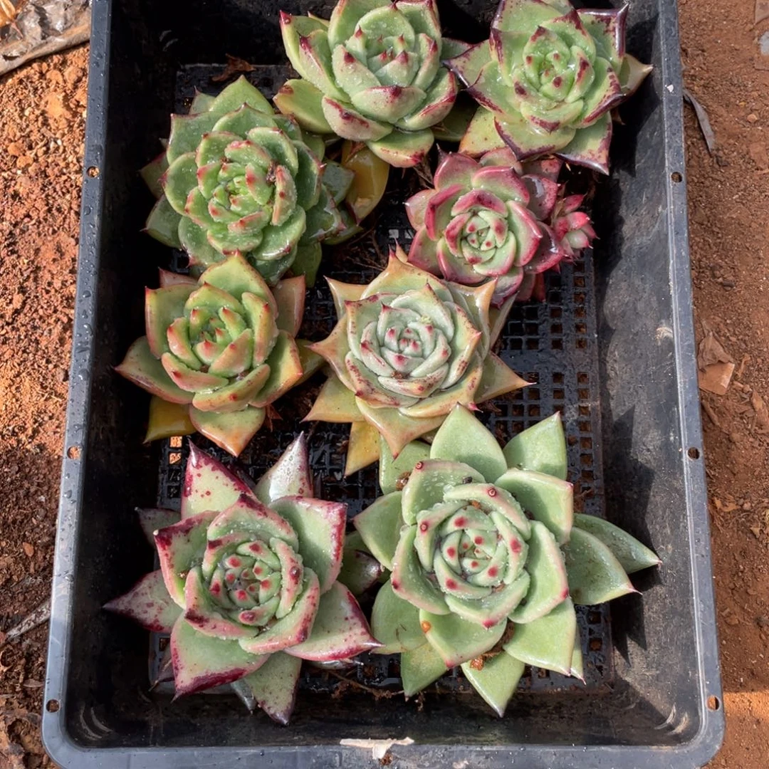 无花朵若如东云单拍B455