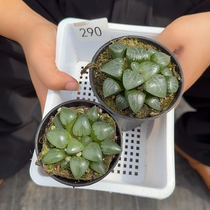 290两盆带盆土发货