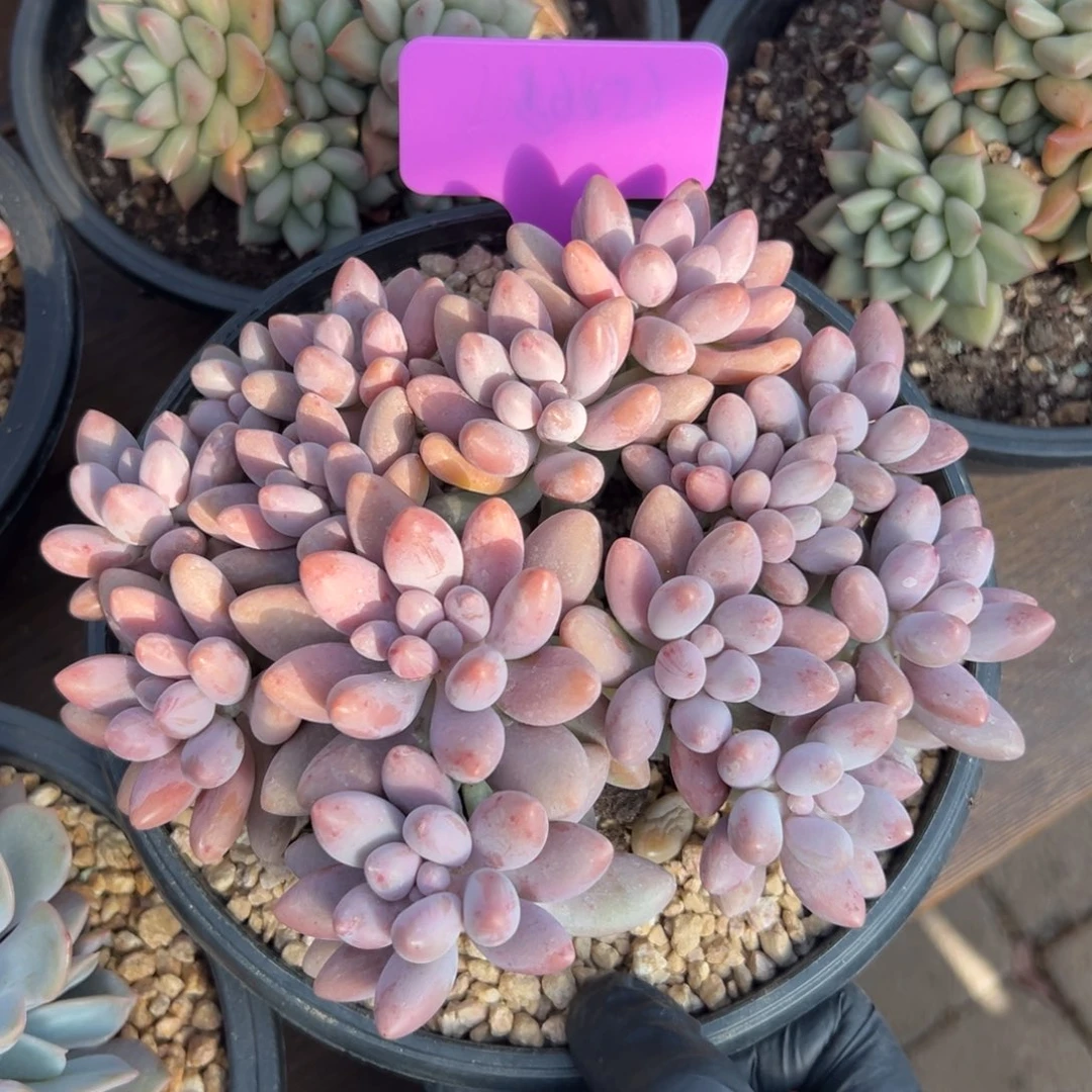 粉恋1111111111111111111