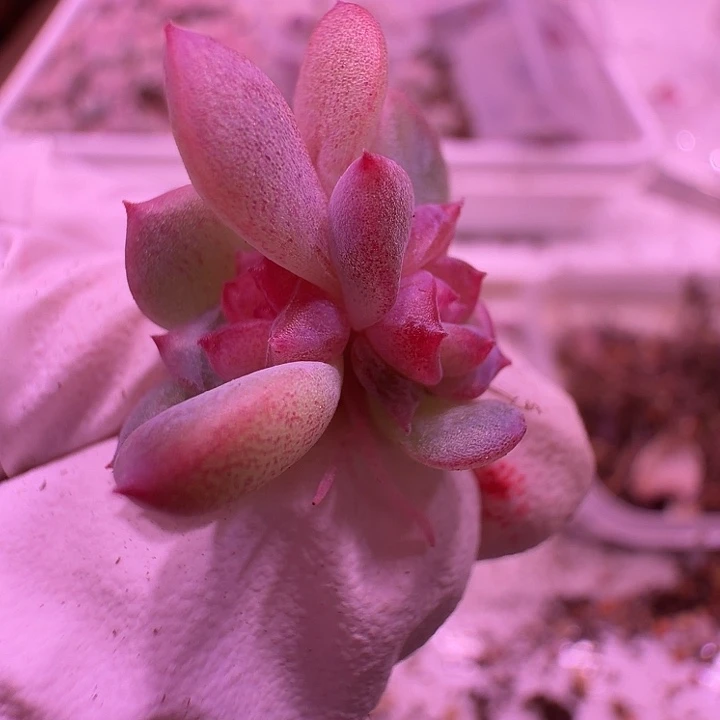 43号，背靠背个体天使珍妮绝绝子一颗一物一拍