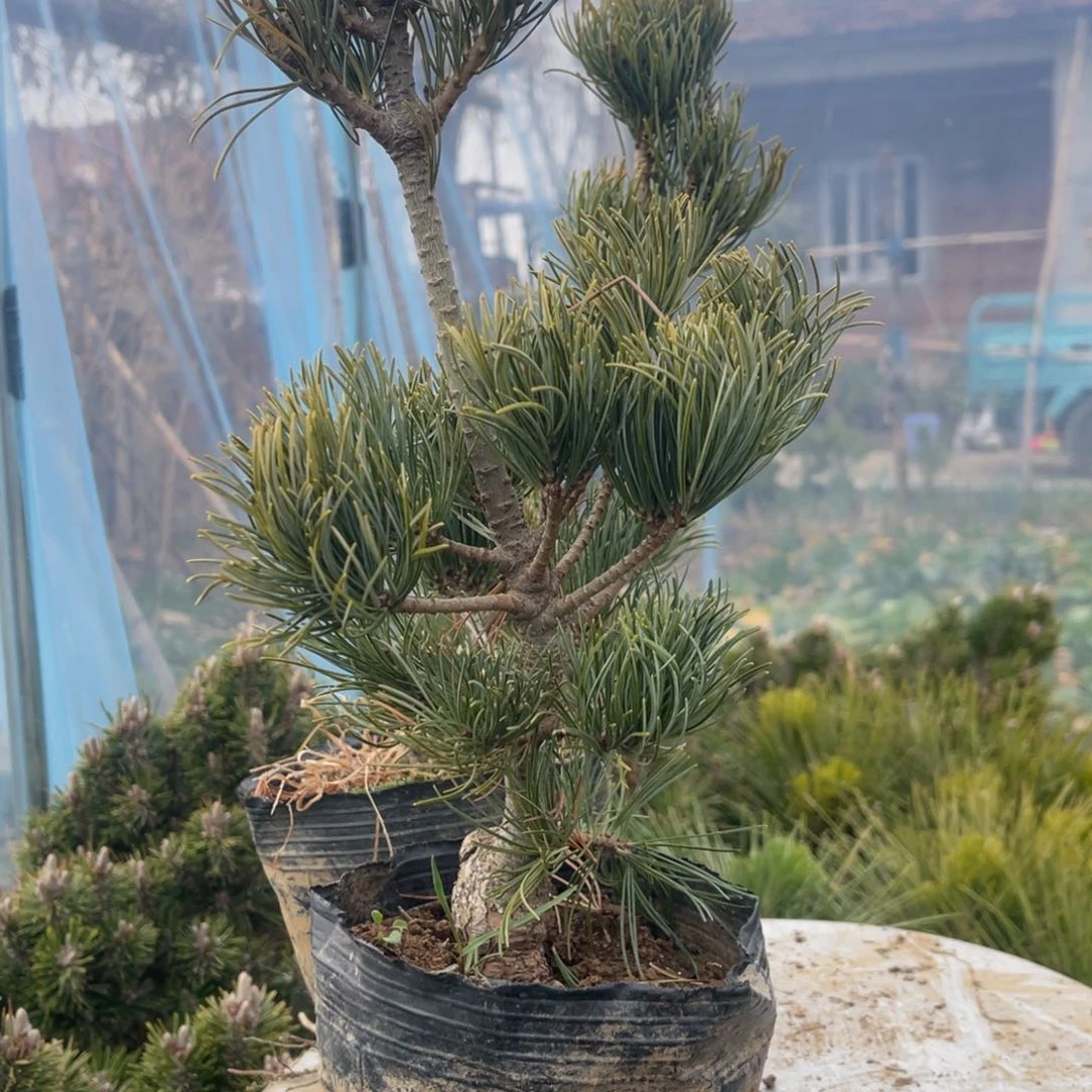 小****家宫岛大阪两个80链接