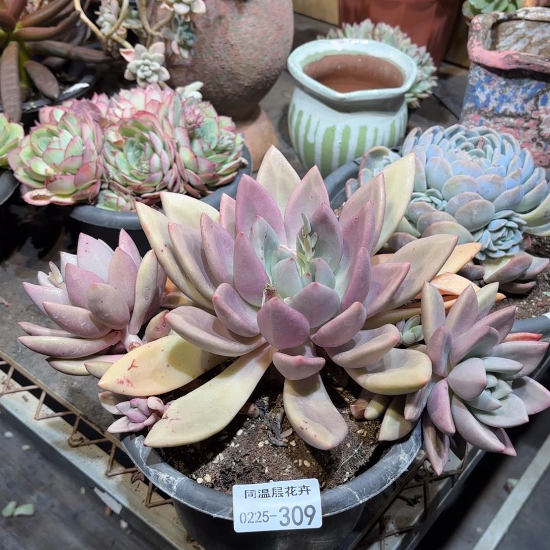 同温层多肉桃花源309