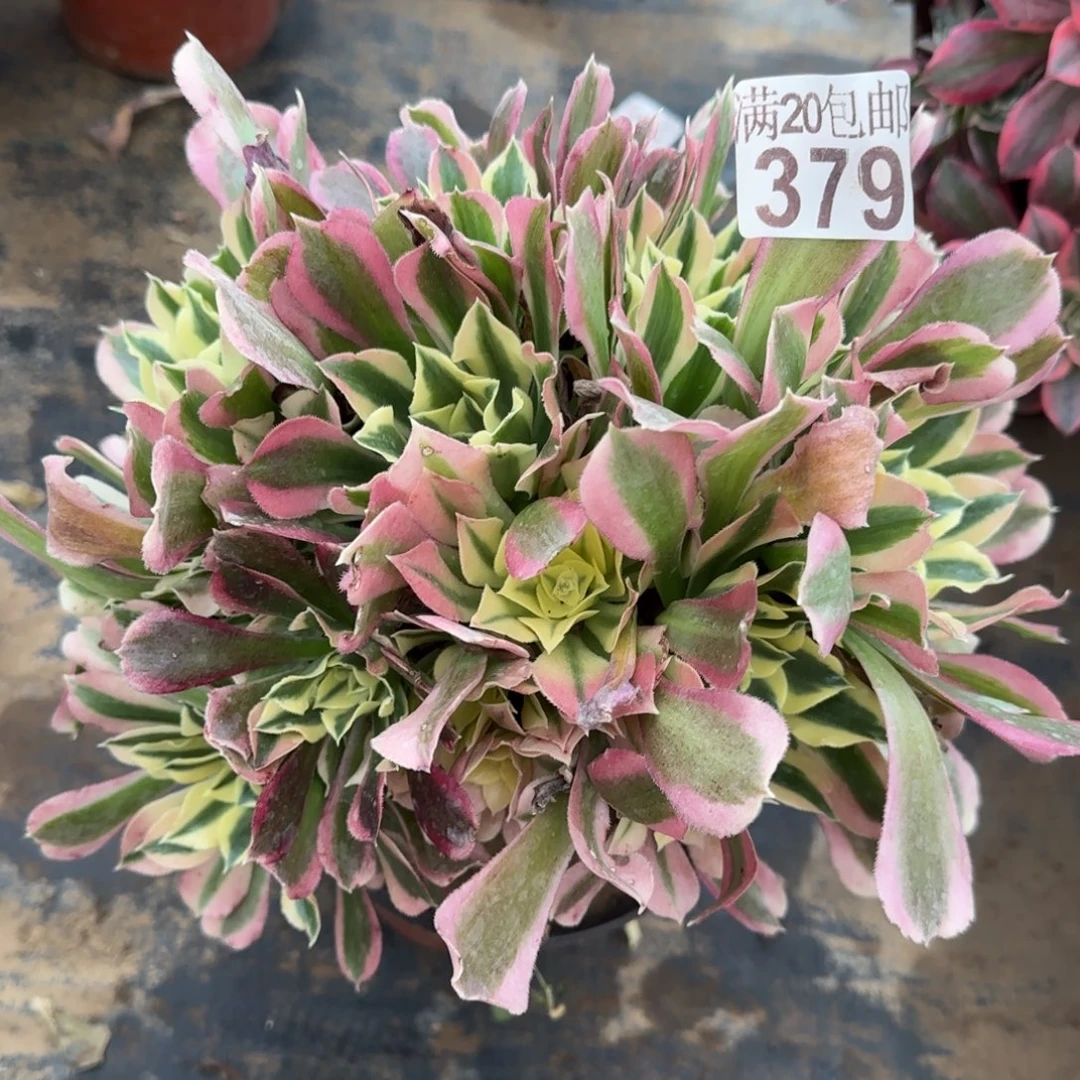 雨花石379满20包邮断枝不包