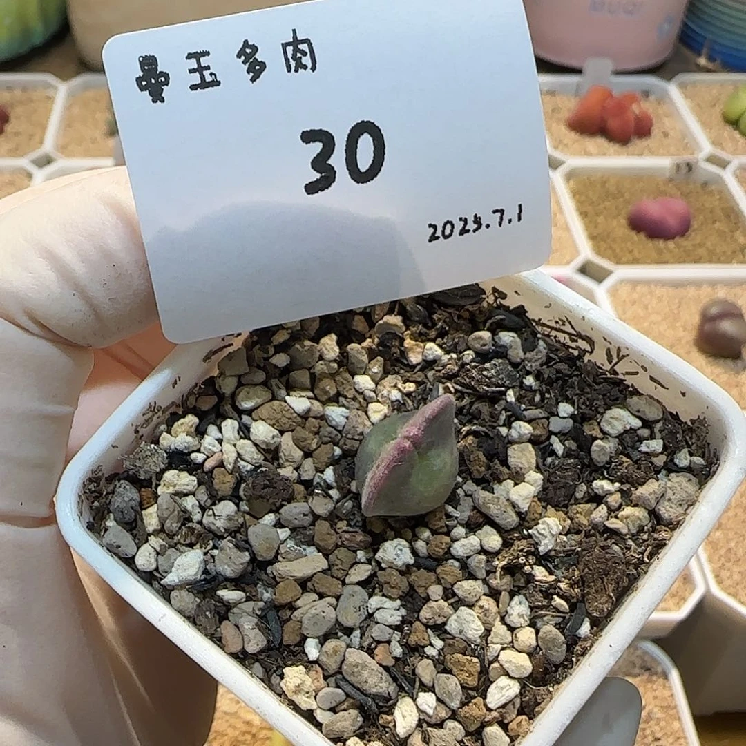 一***生多肉多肉多肉7.1-030