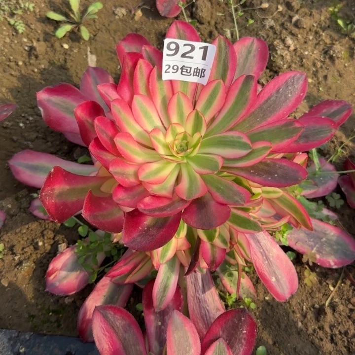 美杜……多肉植物……