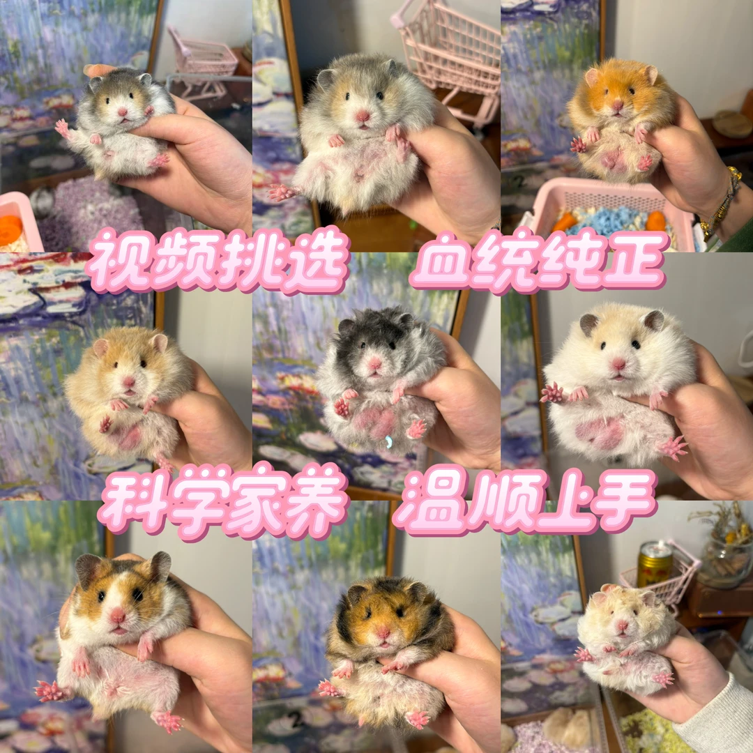 （家养包邮）奶呼熊舍金丝熊长毛短毛卷毛波利眼线肉桂仓鼠宠物活体