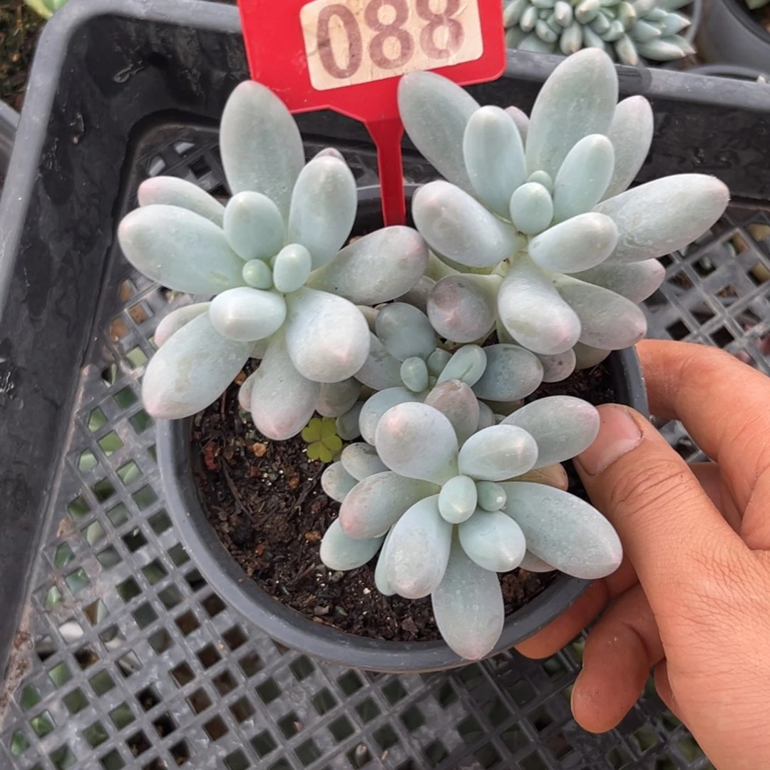 多肉植物汤圆群088