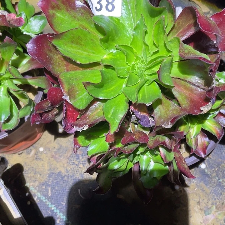 想****彬多肉植物断枝不包538魅影七彩