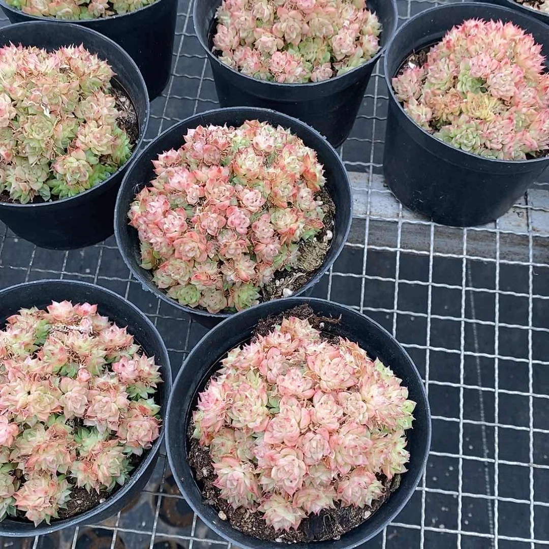 团绿油麦杆，福利多多