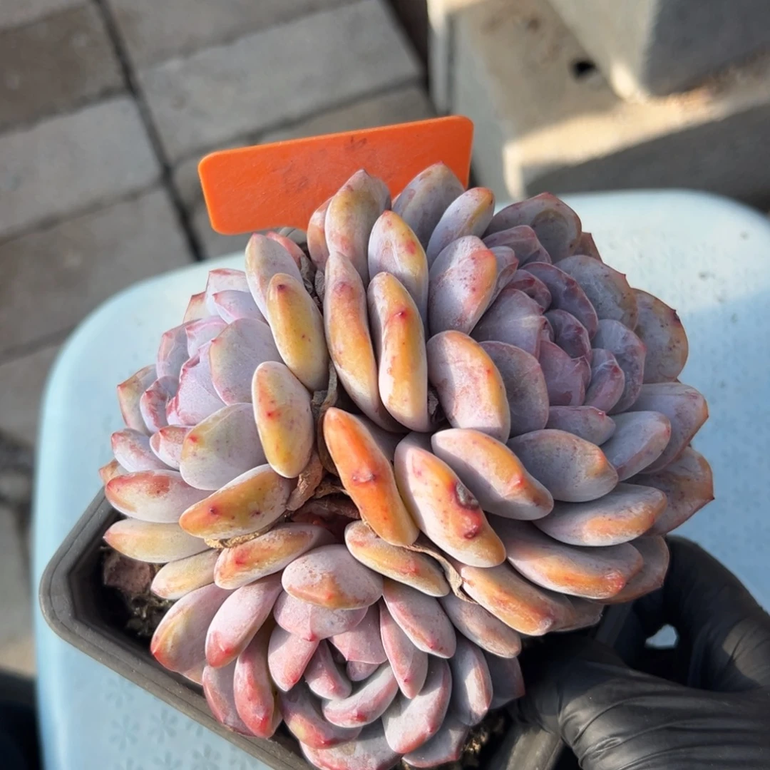 三头橙子1111111111111