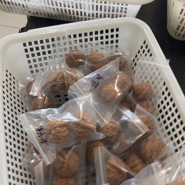 吊坠文玩核桃大绣球瑕疵