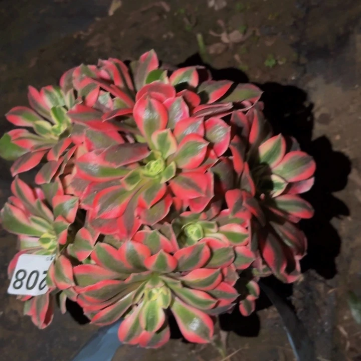 208女妖多肉植物不售后