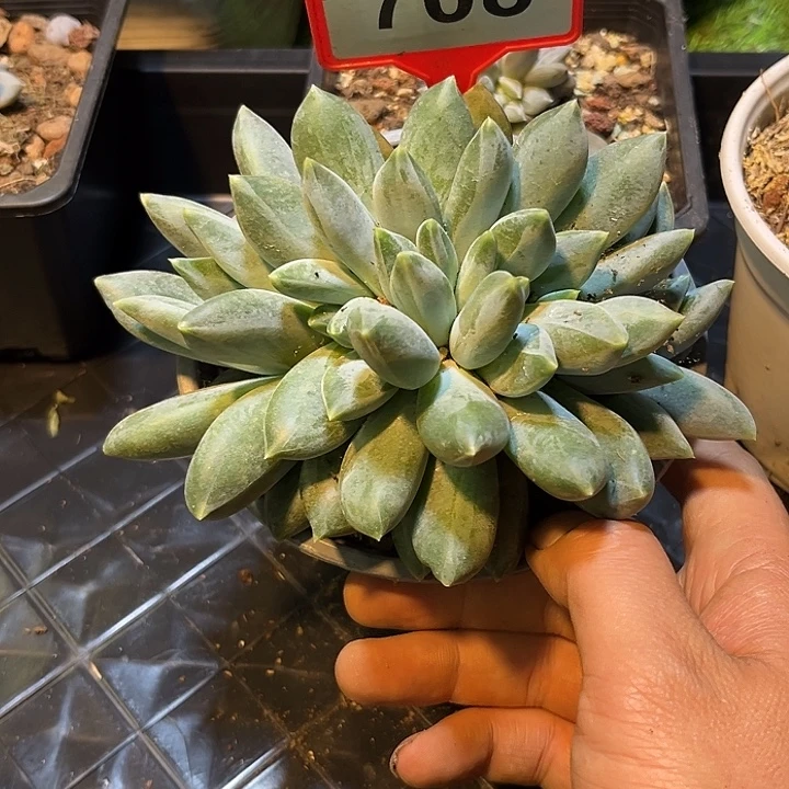 优***雅多肉植物彩体重楼708