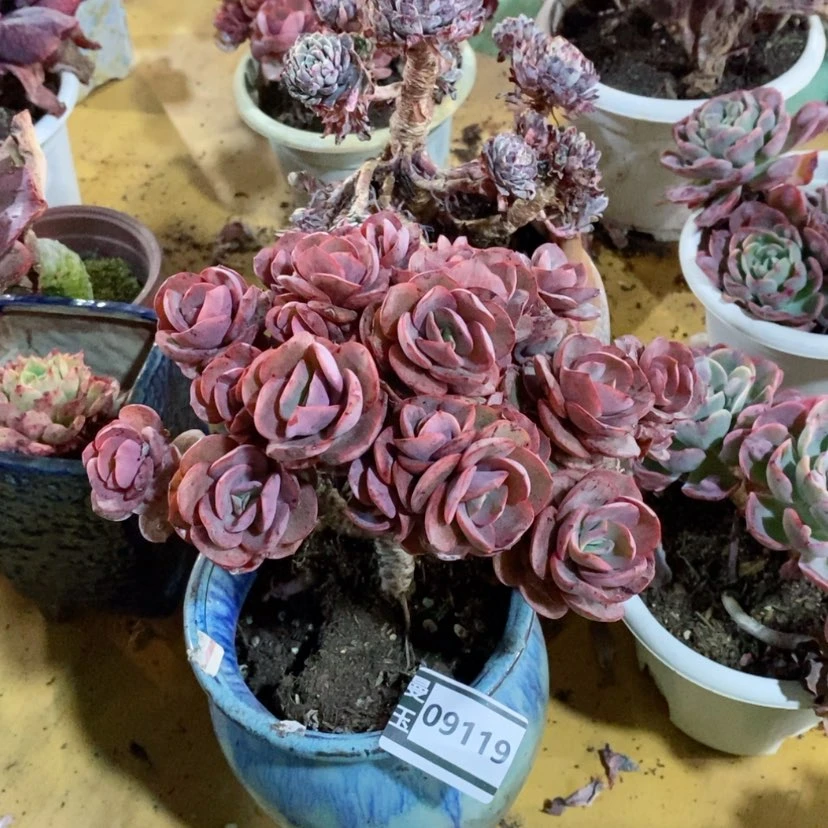 【闪购商品】秀妍09119