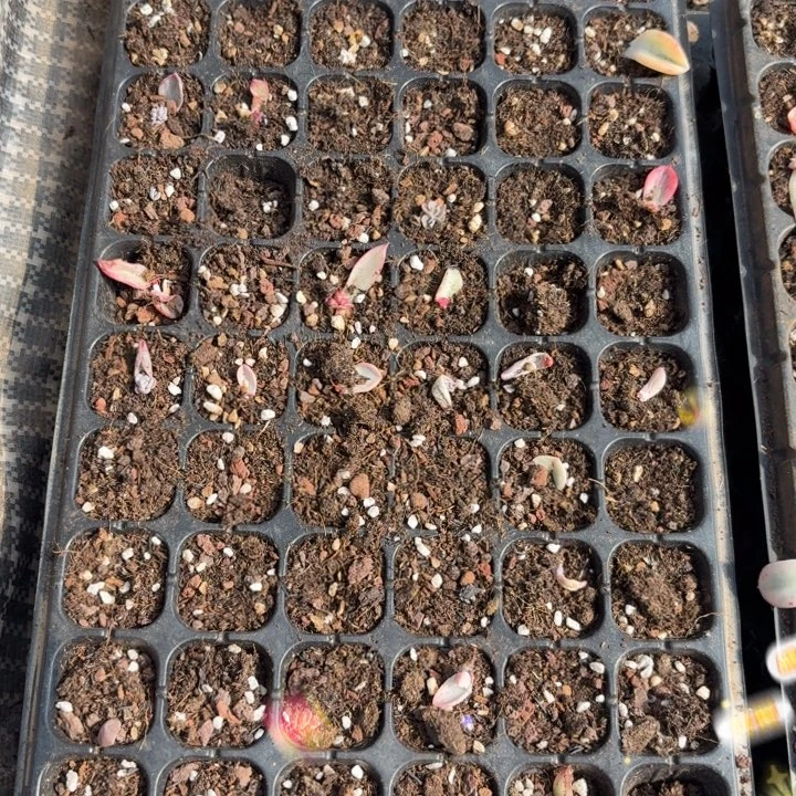 一筐价格一物一拍