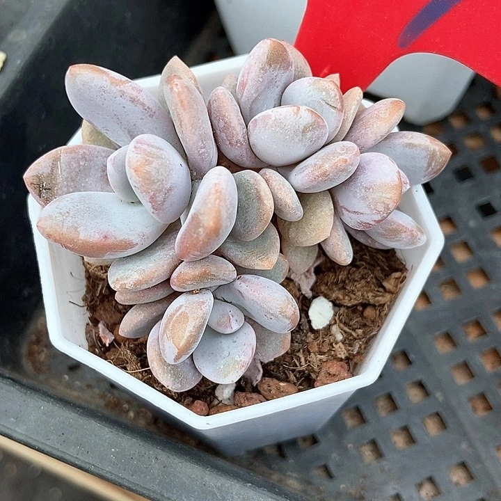 多肉植物粉兔879